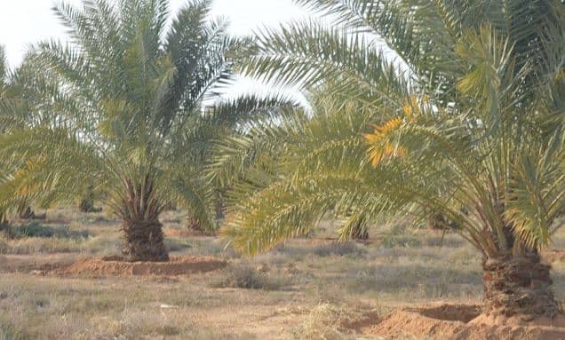 مزرعه نخيل بالخرج بصك شرعي مزروعه نخيل خلاصي 1000 متر مليون متر مزرعه نخيل بالخرج بصك شرعي مزروعه نخيل خلاصي 1000 متر مليون متر